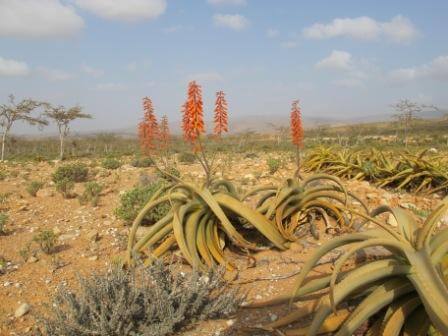 「イエメンへ」ソコトラ島の植物769